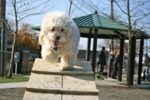 0newwashingtonstreetdogpark