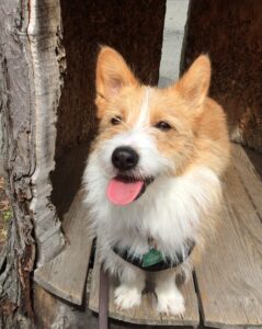 Cambridgecanine
