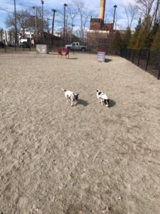 Eastfirstdogpark