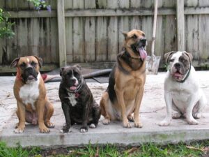 Greaterbostondogtraning