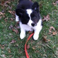 K9academynewengland 1