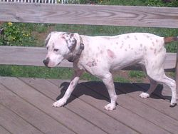 Mcellgottoetservices