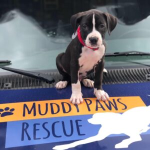 Muddyrescue