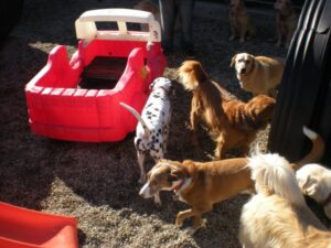 Oceanviewkennel