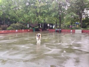 Carletoncourtdogpark