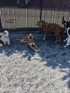 Channelcenterdogpark