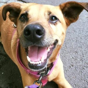 Eastbostondogwalking