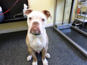 Hancockanimalhospital