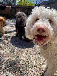 Happytailpetservices