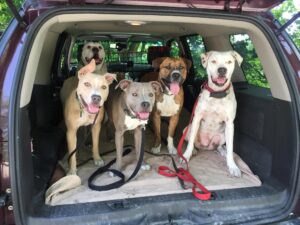 Secondchancedogwalking