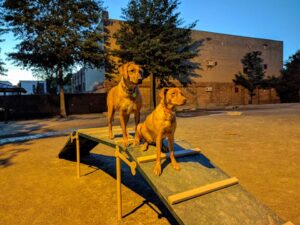 Turdorstreetdogpark