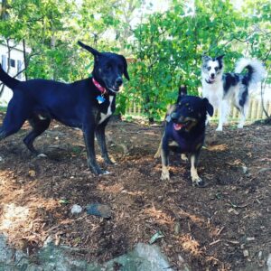 Whatstreatdogwalking