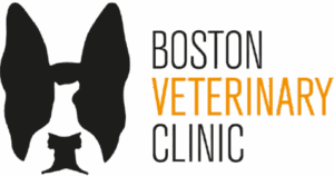 Boston veterinary clinic