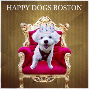 Happydogboston