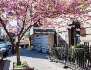 Universityanimalhospital