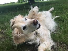 Above&beyondpetservicecambridge