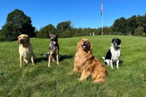 Atlantic k9 training