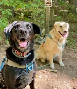 Adventurepupcooperative