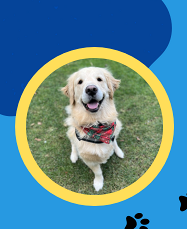 Read to Boomer the Therapy Dog