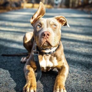 Ridgesidek9newengland