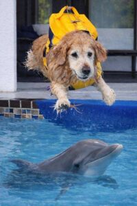 Goodfellasdogdaycare