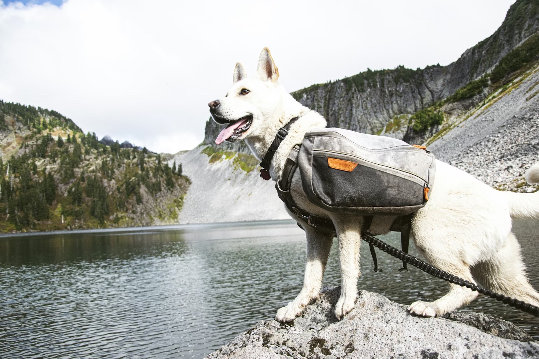 Hikingdog
