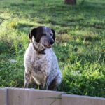Azmissingdog