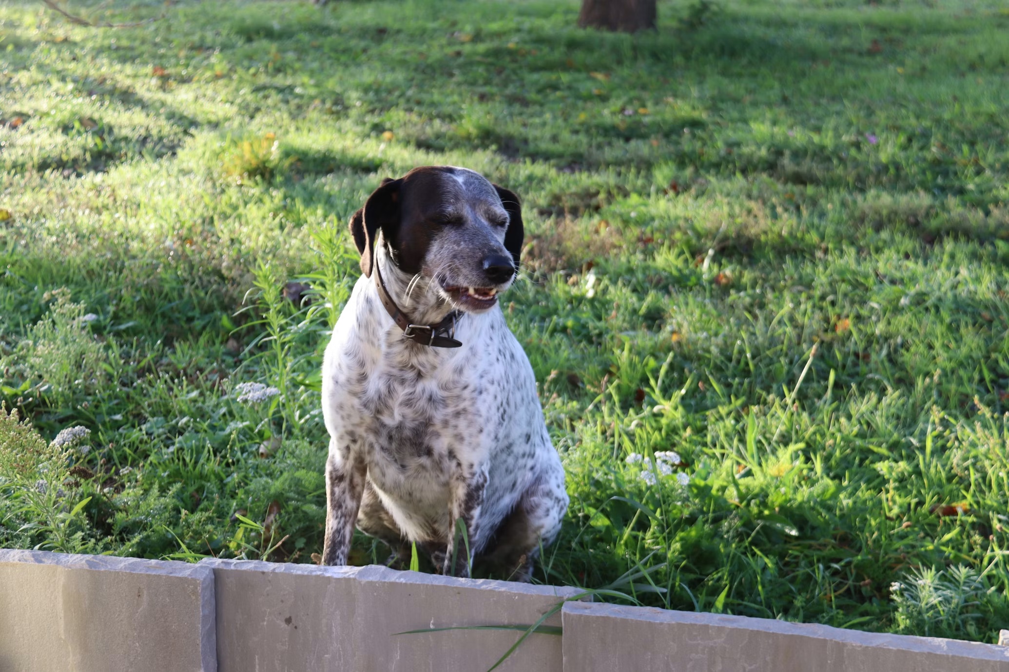 Azmissingdog