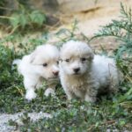Copuppies