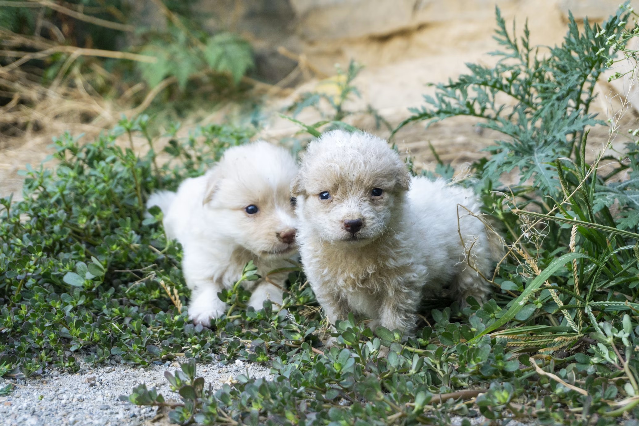 Copuppies
