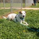 Kyshelterdog