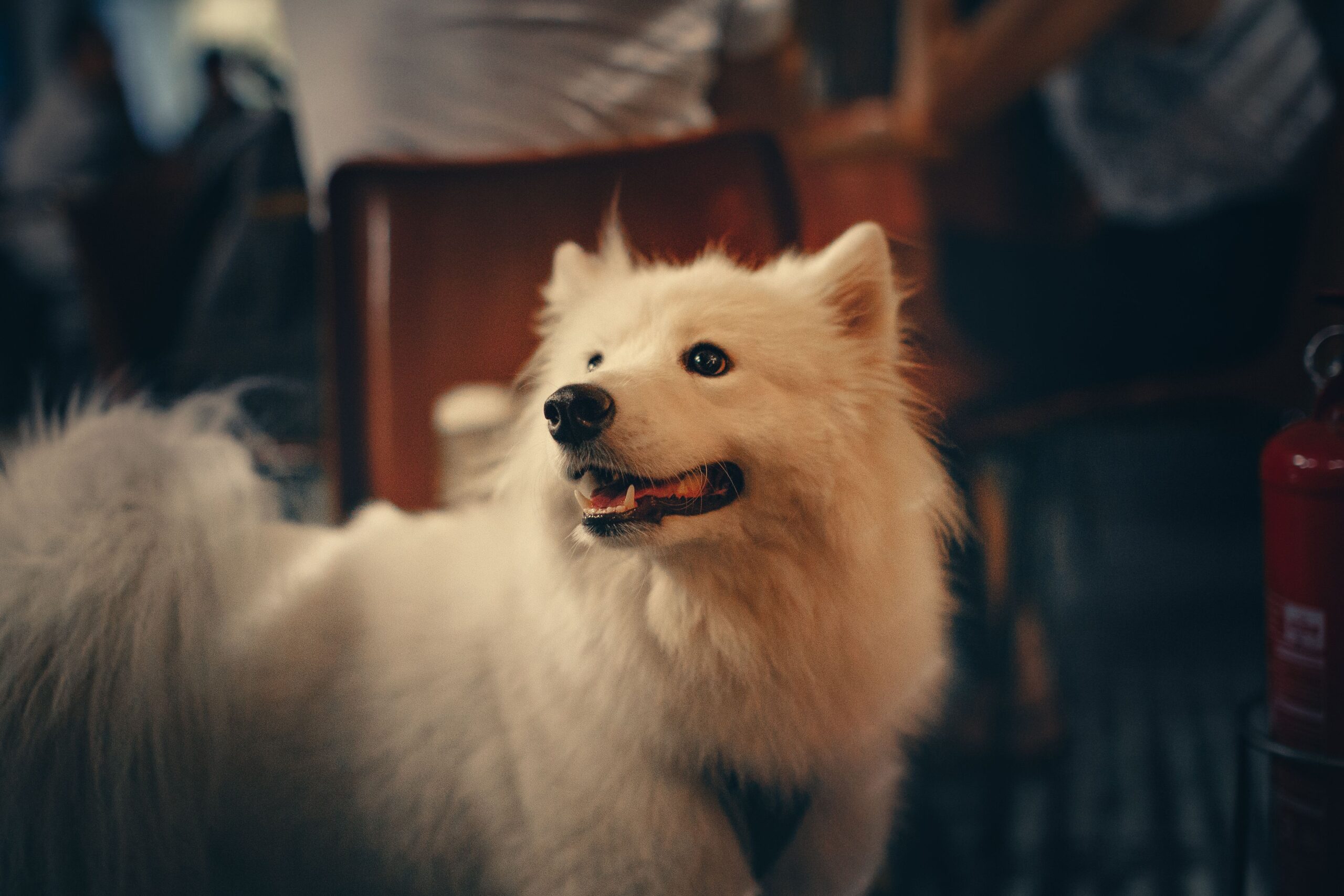 Bark! A Pup and Handler Party