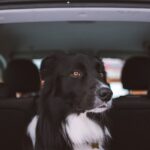 Dogincar