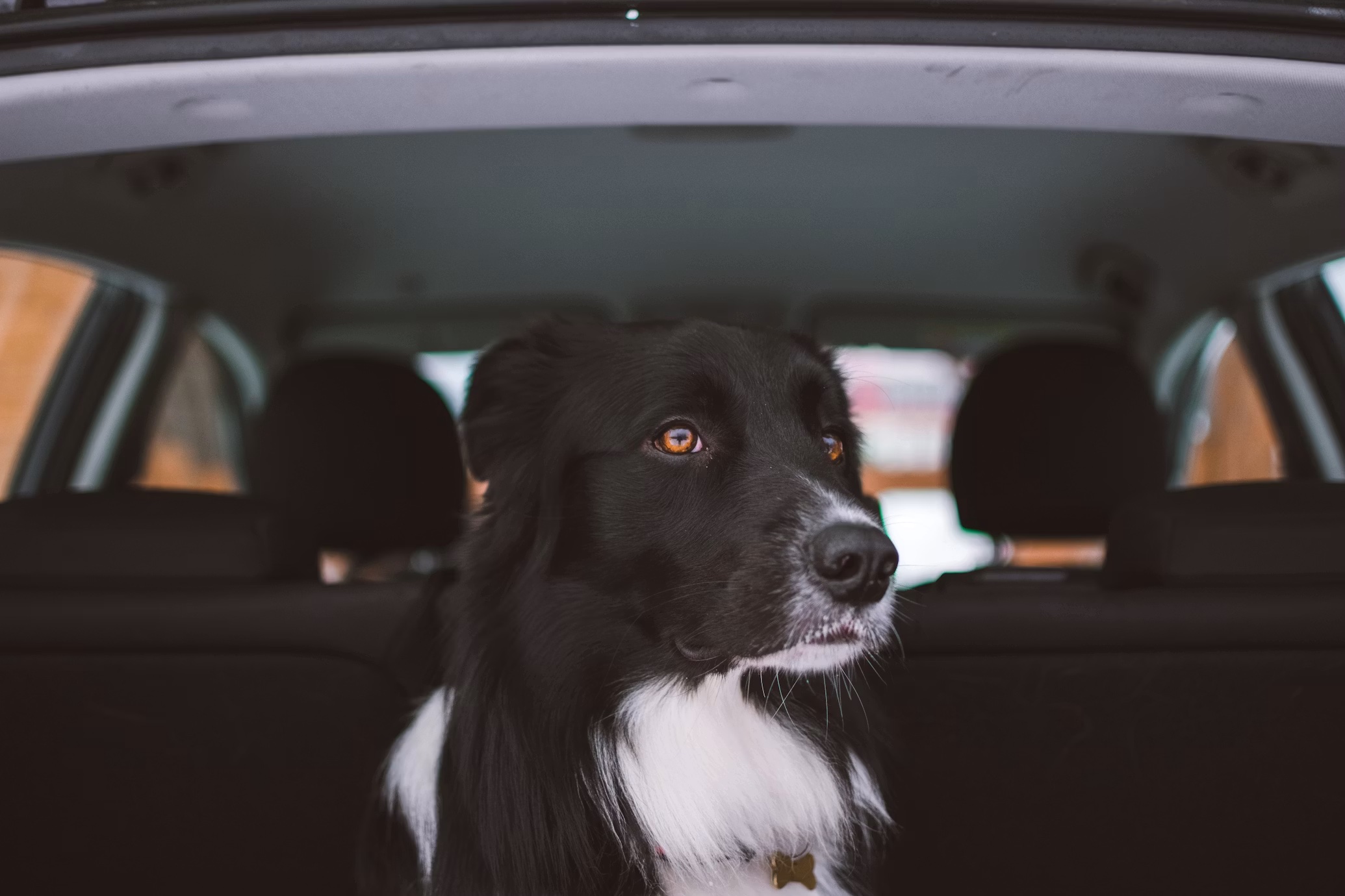 Dogincar