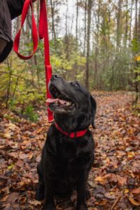 Dogwalkingwithdrop