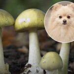 Puppyin