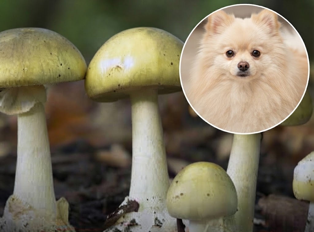 Puppyin