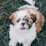 Puppynm
