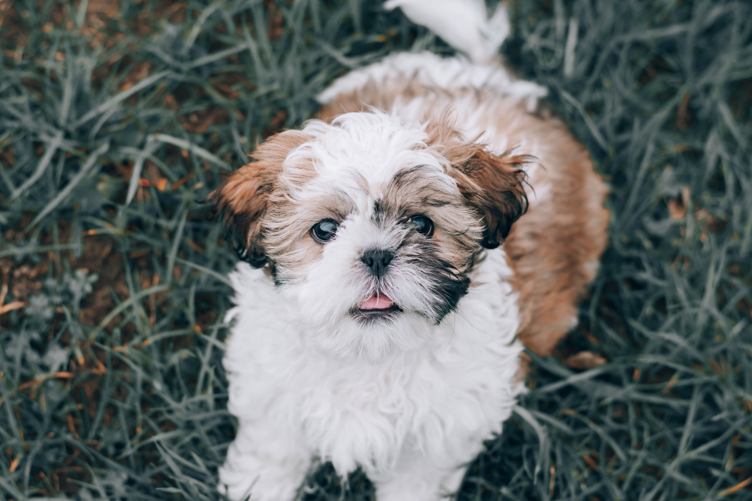 Puppynm