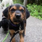 Puppyfree