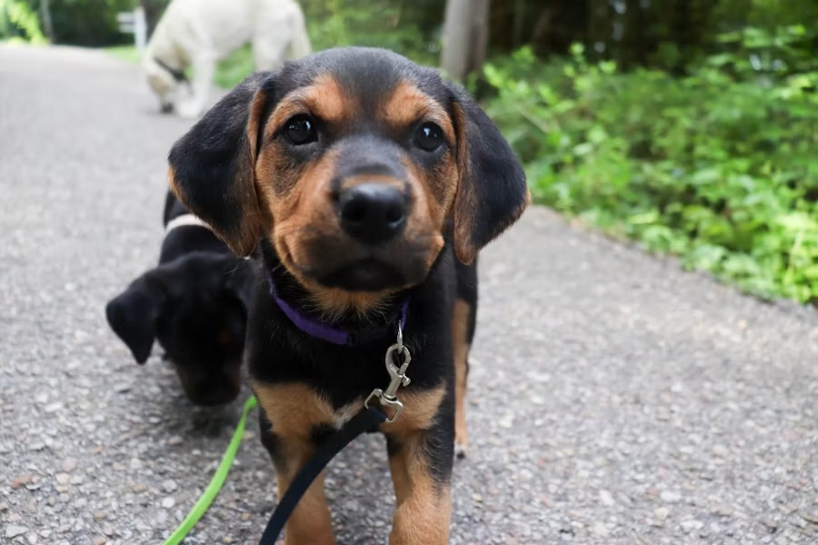 Puppyfree